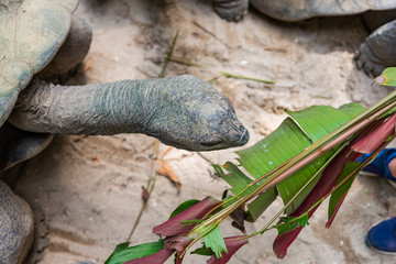 Close up of Aldabra giant tortoise eating plant leaf, view from top.