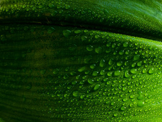 Large beautiful shiny drops of transparent water on a macro of a large green leaf. Drops shine from the sunlight falling on them. Natural green background with leaf texture.