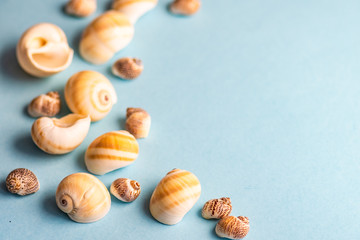 Summer concept with sea stars and shells