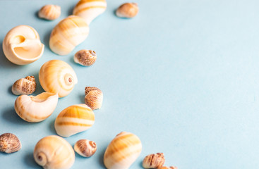 Summer concept with sea stars and shells