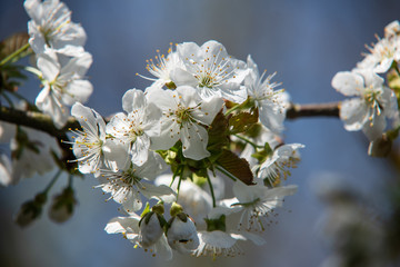 Kirschblüten 