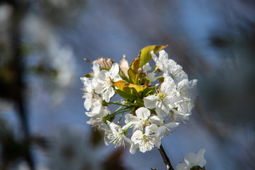Kirschbl&uuml;ten 