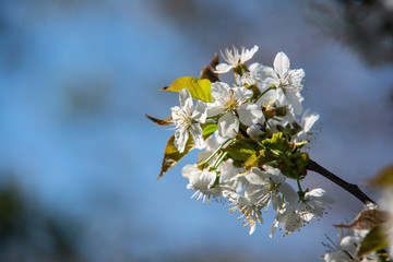 Kirschbl&uuml;ten 