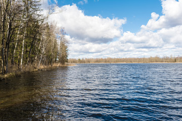 Forest lake shore with trees and bushes in sunny day. Forest lake trees view. Forest lake shore panorama