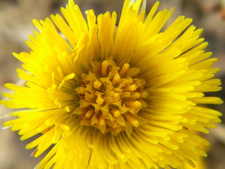 Макро цветка мать и мачехи