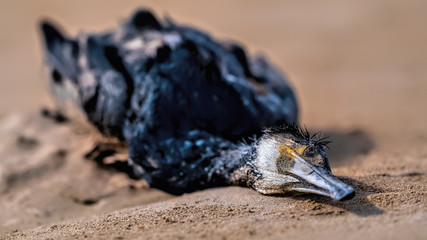 Cormorant lying dead on a sandy beach in soft sunshine