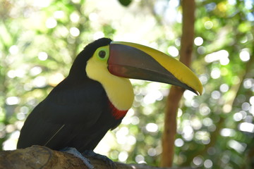 toucan 