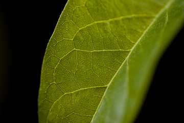 avocado, macro