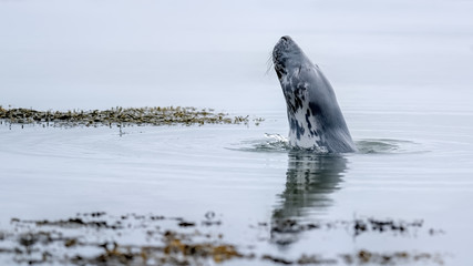 Grey seal playing in a peaceful ocean with ripples and reflections in the calm water