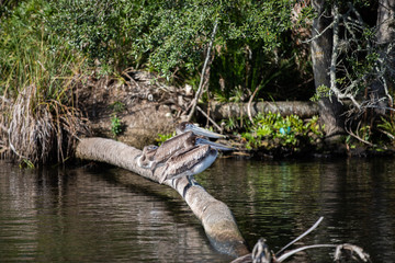 Brown Pelicans