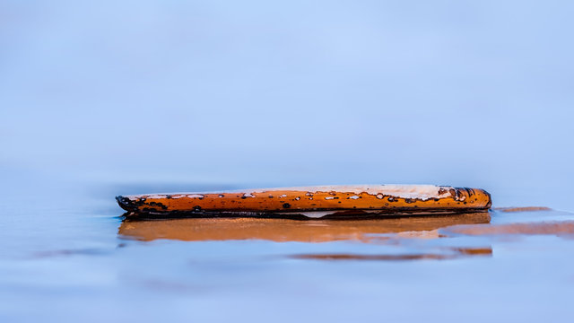 Razor shell washed up on a beach being washed by gentle surf with reflections in the water against a background of pale blue ocean