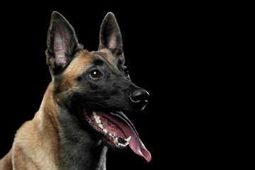 Portrait of a Malinois dog with a tongue on a black background