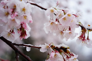 さくら　桜　雪　桜と雪　降る　春　花