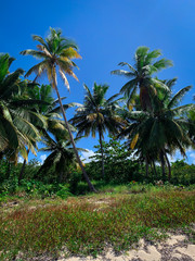 Exotic coconut palm trees on Saona island in Dominican Republic