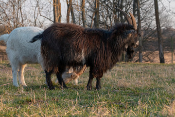 Big black goat grazes in the meadow