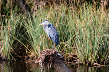 Great Blue Heron 