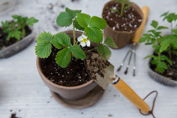 Transplanting strawberries into a clay pot for growing on a windowsill or balcony. Urban landscaping of the apartment, home eco-garden. Ground Tools as shovel, rake. Natural fertilizers, perlite.