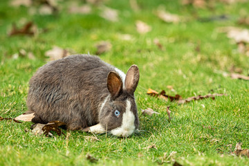 cute chubby grey rabbit with white stripe eating on green grass field while staring at you