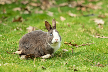 cute chubby grey rabbit with white stripe sitting on green grass field staring at you