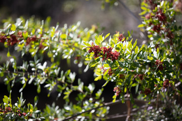 Elderberries ready to go ripe and ready