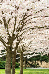 couple cherry trees in the park filled with blooming pink cherry flowers