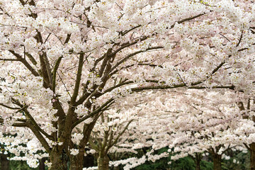 couple cherry trees in the park filled with blooming pink cherry flowers