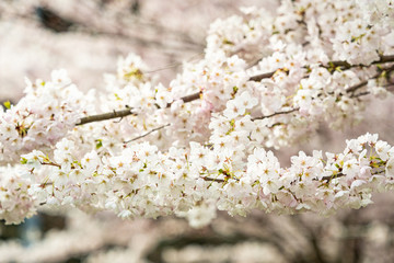 nature background of beautiful dense pink cherry flowers blooming on the branches in the park