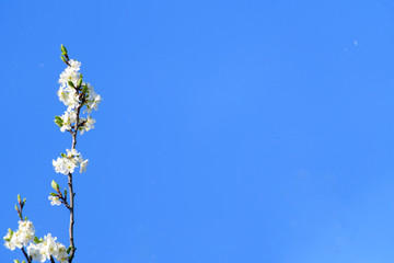 Spring blossoming white pink cherry tree background