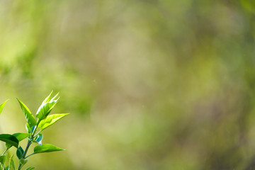 natural spring close up background with selective focus