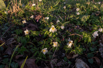 First beautiful snowdrops in spring. First spring flowers, snowdrops in garden, sunlight. Common snowdrop blooming. Galanthus nivalis flowers.