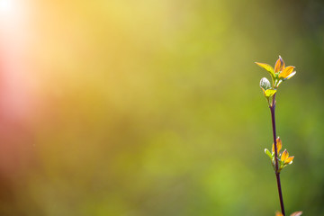 natural spring close up background with selective focus