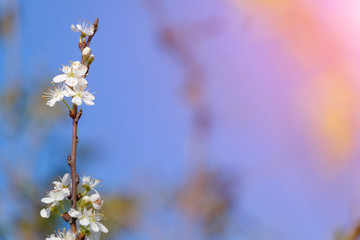 Spring blossoming white pink cherry tree background
