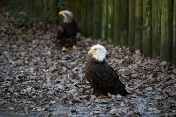 Bald Eagles