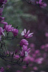 Purple Magnolia flowers on beautiful spring background, selective focus