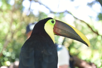 toucan