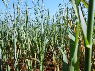 Fototapeta premium Here we see a plantation in the interior of Paraná, city of Abatiá, Brazil. Plantation is a type of agricultural system based on a monoculture of export estates and slave labor.