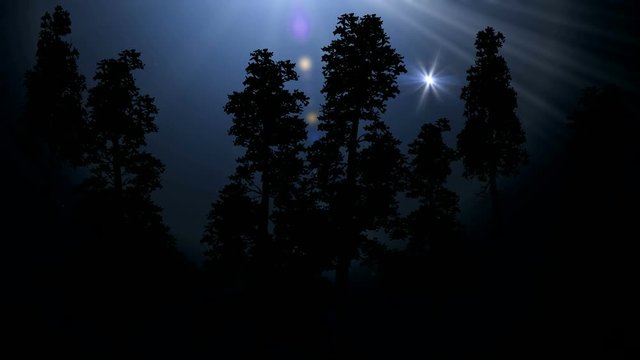  Bright lights in the forest sky