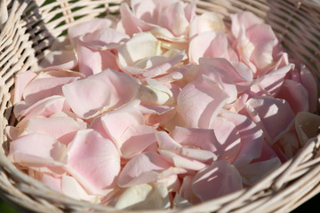 pink roses in a basket