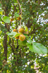 Fruit in the forest is food for birds.
