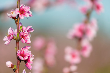 Obraz premium Spring blossoming violet pink peach tree background