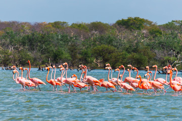 Naklejka premium a group of wild Flamingos in a lake. Colombia