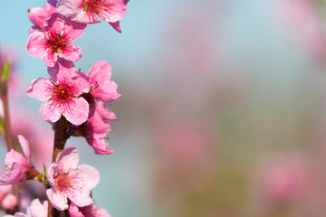 Spring blossoming violet pink peach tree background