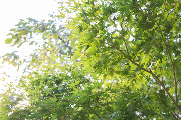 green leaves in the sun