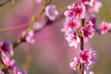 Fototapeta na wymiar Spring blossoming violet pink peach tree background