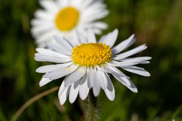 Obraz premium Closeup of Daisy Flower in the Garden