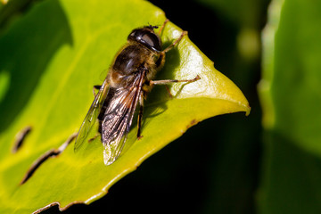 Closeup of Honey Bee on a Green Leaf
