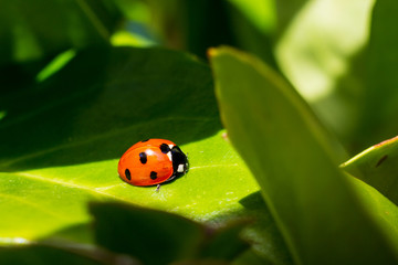 Orange Ladybird on a green leaf in the spring sunshine
