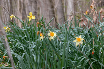 Fototapeta premium Daffodils
