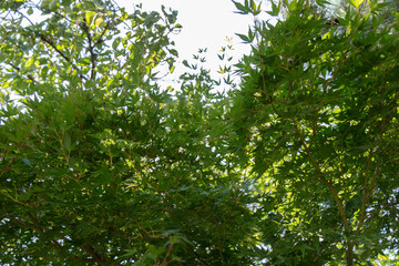 Fototapeta na wymiar green leaves in the sun