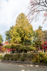 autumn in the city park